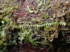 Douinia ovata