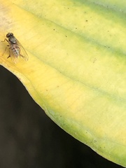 Lindneromyia dorsalis