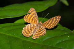 Zemeros emesoides