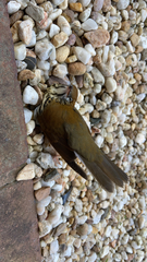 Hylocichla mustelina