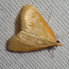 Helvibotys helvialis