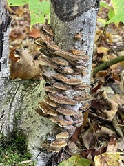 Mensularia radiata