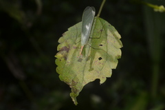 Chloromiopteryx