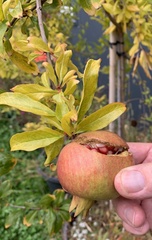 Punica