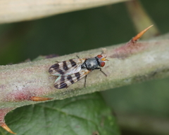 Ceroxys urticae