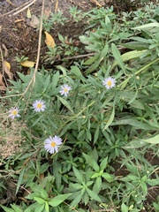 Symphyotrichum firmum