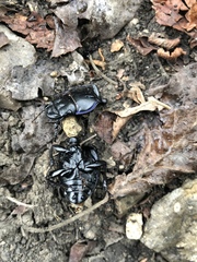 Pasimachus californicus