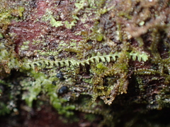 Douinia ovata