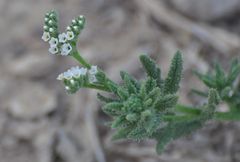 Heliotropium bacciferum