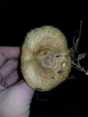 Lactarius torminosus