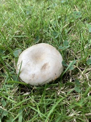 Lactarius pubescens