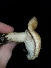 Lactarius torminosus