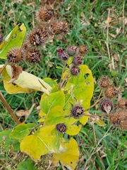 Arctium tomentosum