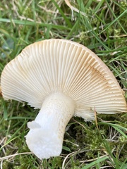 Lactarius pubescens