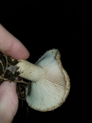 Lactarius torminosus