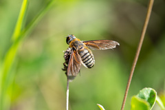 Poecilanthrax lucifer