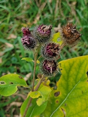 Arctium tomentosum