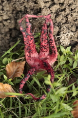 Clathrus archeri