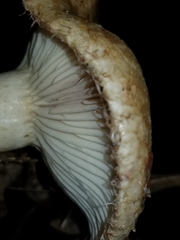 Lactarius torminosus