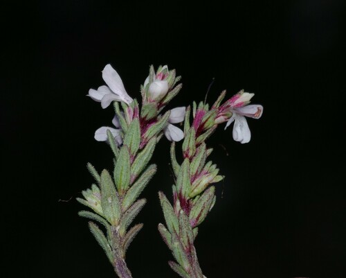 Odontites lapiei image