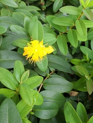 Hypericum calycinum