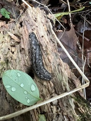 Philomycus carolinianus