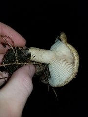 Lactarius torminosus
