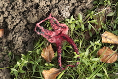 Clathrus archeri