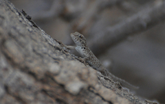 Pristurus carteri