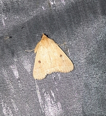 Simplicia discosticta