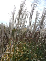 Miscanthus