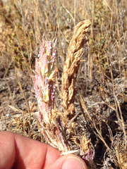 Chloropyron palmatum