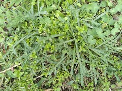 Reseda lutea