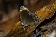 Mycalesis anaxias
