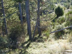 Pinus nigra