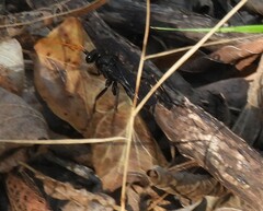 Pompilidae