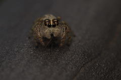 Macaroeris nidicolens