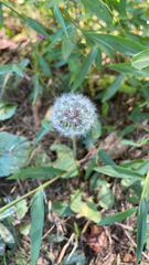 Taraxacum erythrospermum