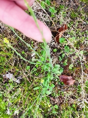 Sisymbrium officinale