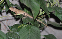Calotes versicolor