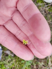 Sisymbrium officinale