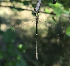 Chalcolestes parvidens