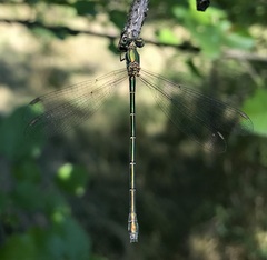 Chalcolestes parvidens