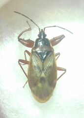 Gastrodes abietum