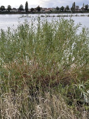 Salix × fragilis