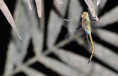 Anax ephippiger