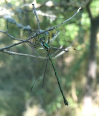 Chalcolestes parvidens
