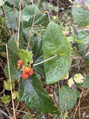Lonicera ciliosa