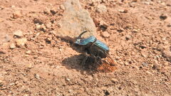 Phanaeus amithaon