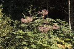 Koelreuteria paniculata
